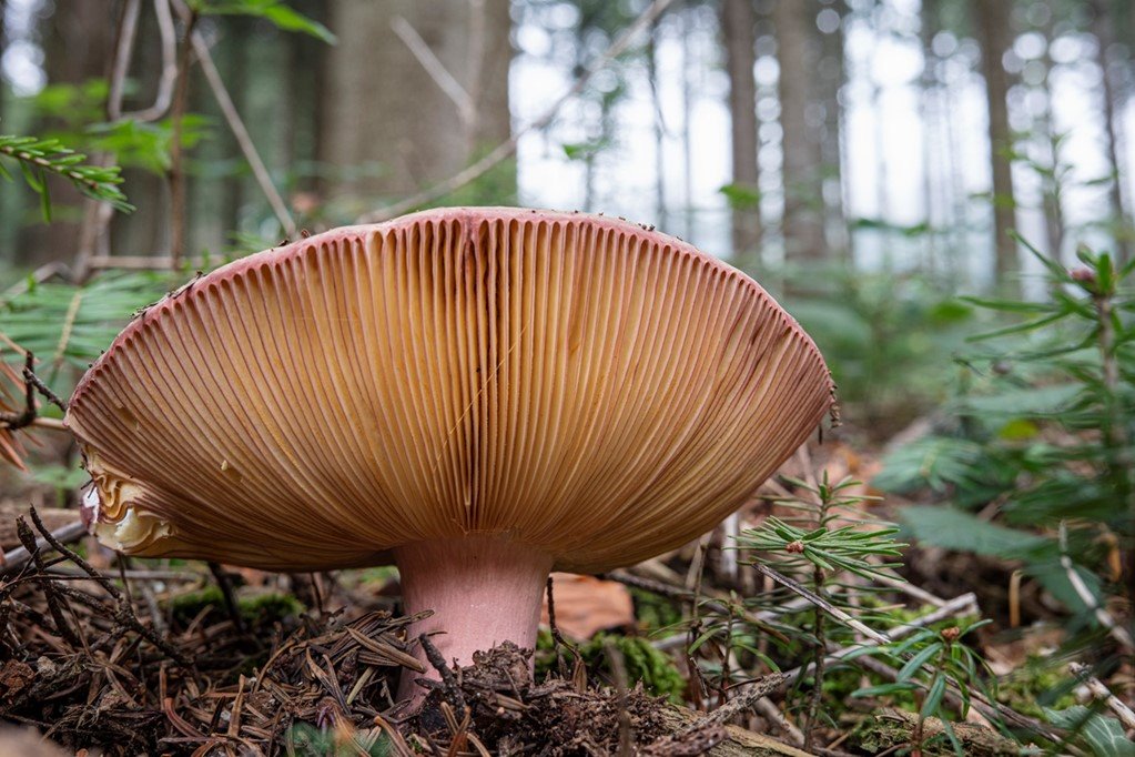 champignon 1